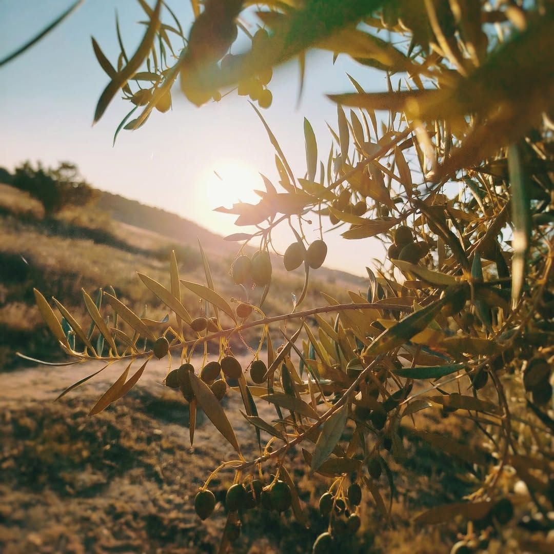 Aceite de Oliva Virgen Extra Valle del Tiétar