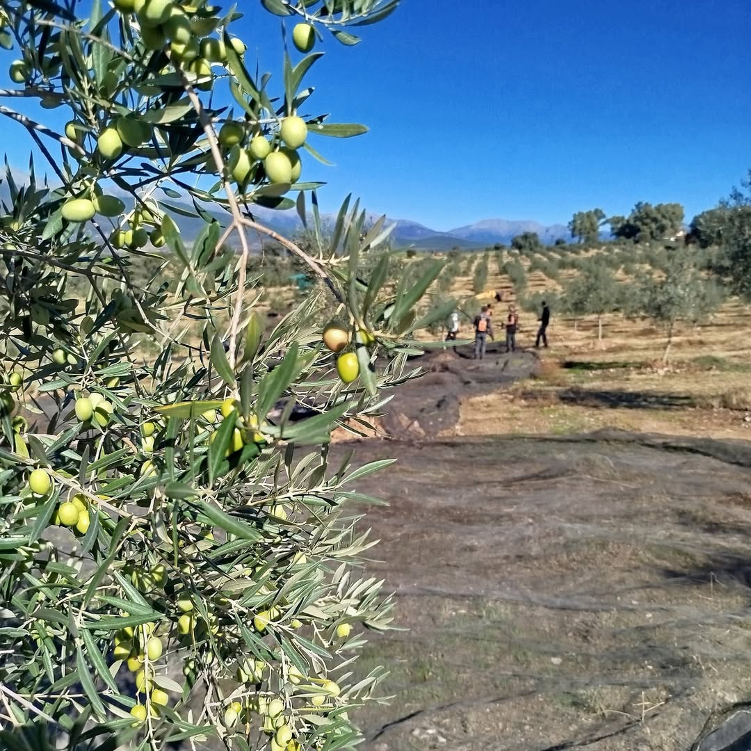 Aceite de Oliva Virgen Extra Valle del Tiétar